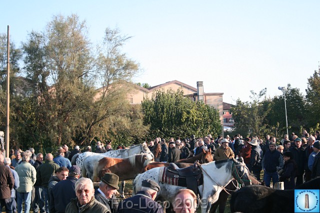 In prà della Antica Fiera di Arsego (8).JPG